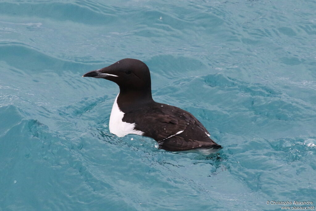 Guillemot de Brünnichadulte