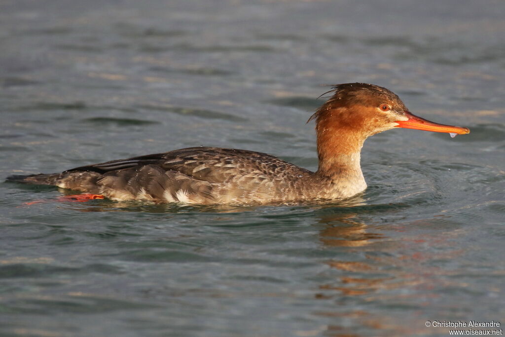 Red-breasted Merganser female adult post breeding