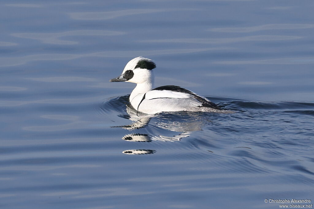 Harle piette mâle adulte