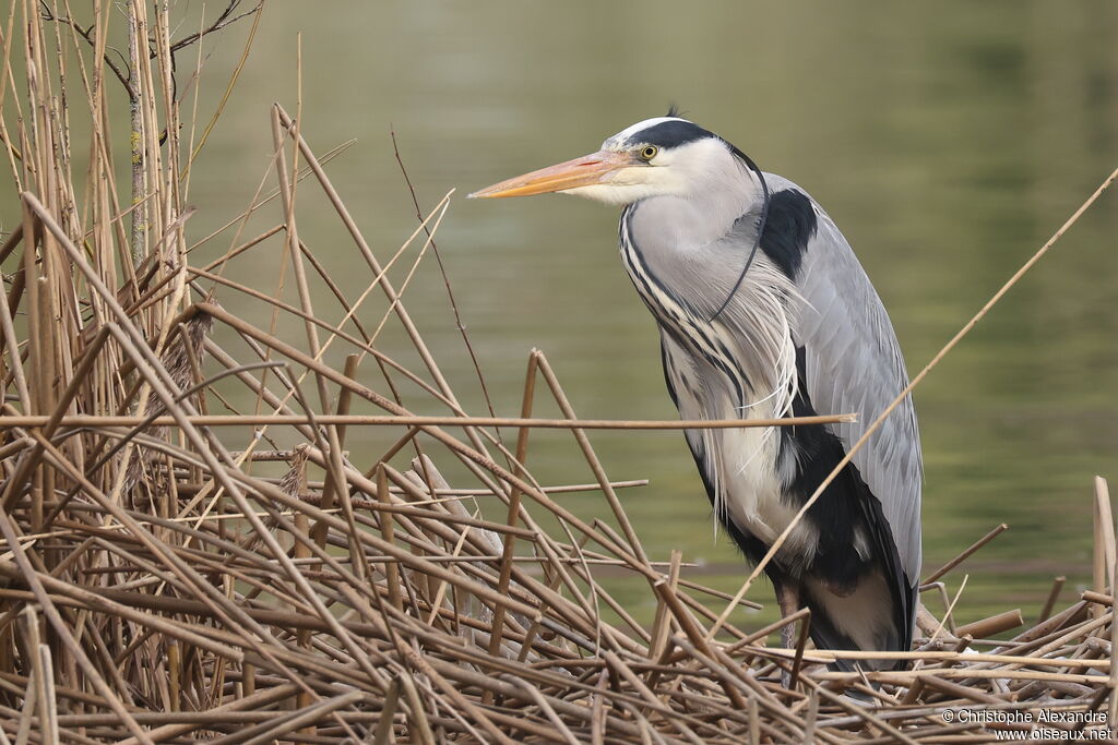 Héron cendréadulte