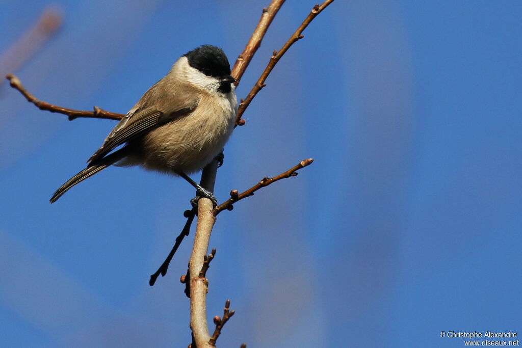 Mésange nonnetteadulte
