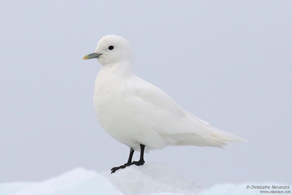 Mouette blancheadulte