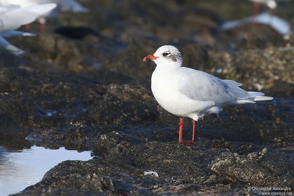 Mouette mélanocéphaleadulte internuptial