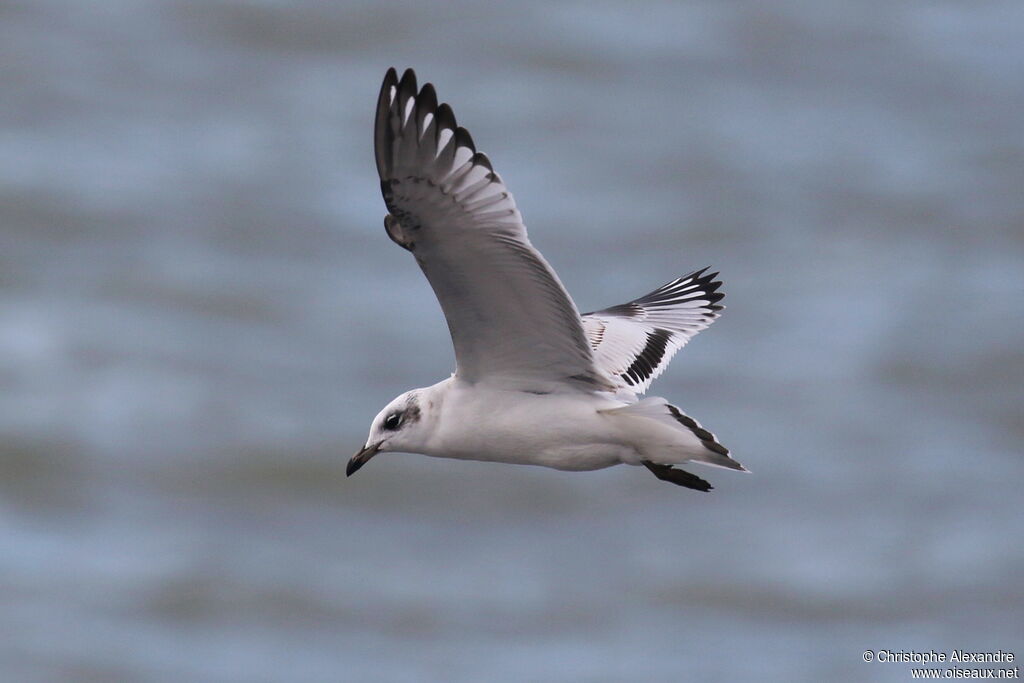 Mouette mélanocéphale1ère année