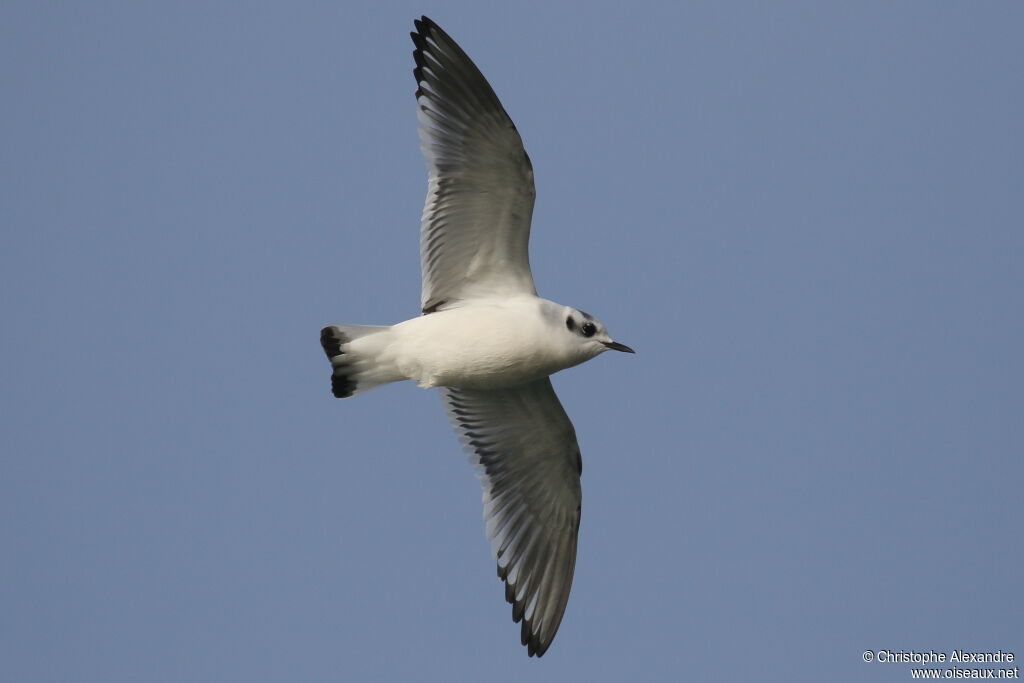 Mouette pygmée1ère année