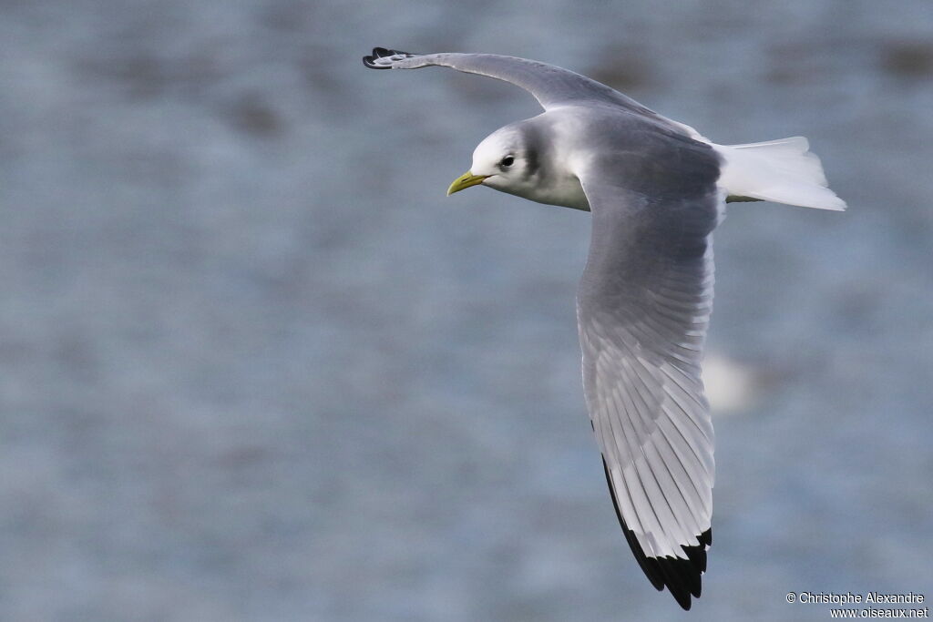 Mouette tridactyleadulte internuptial