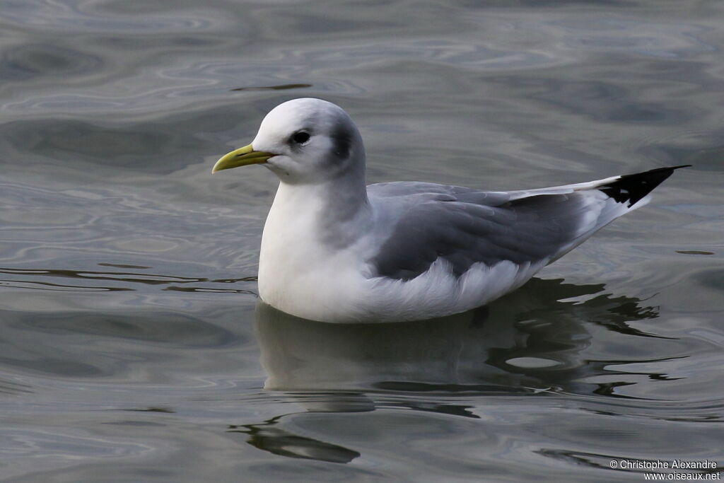 Mouette tridactyleadulte internuptial