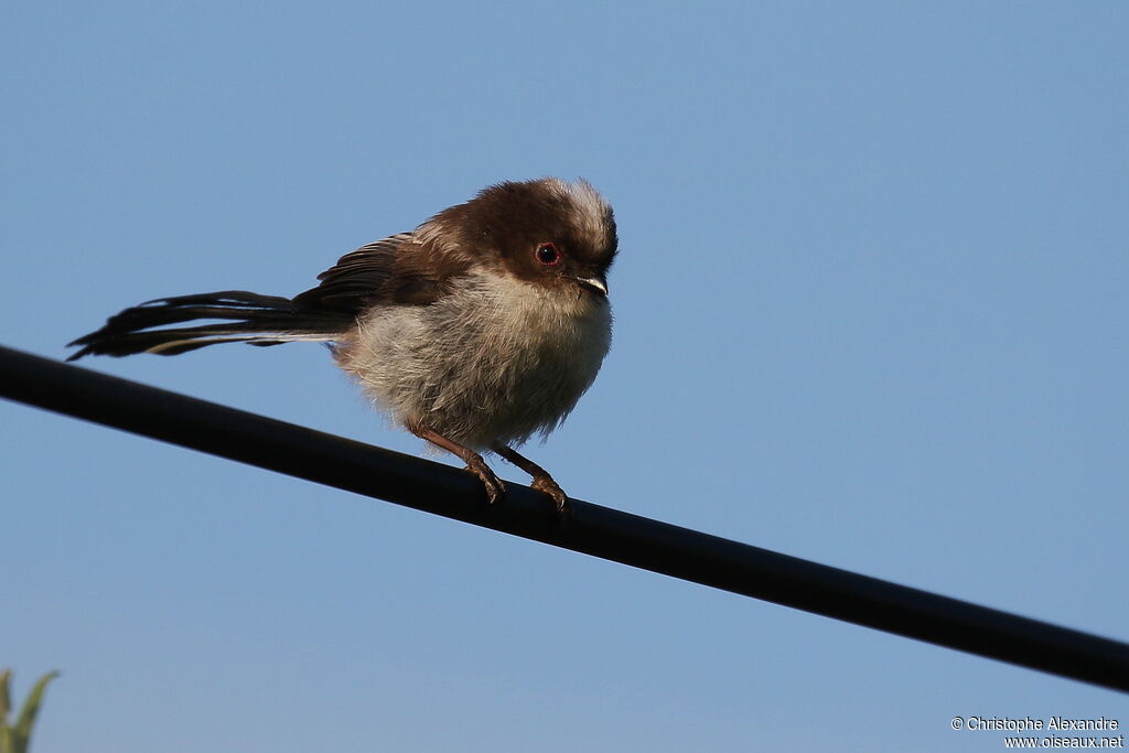 Orite à longue queue - Mésange à longue queue<br />1ère année