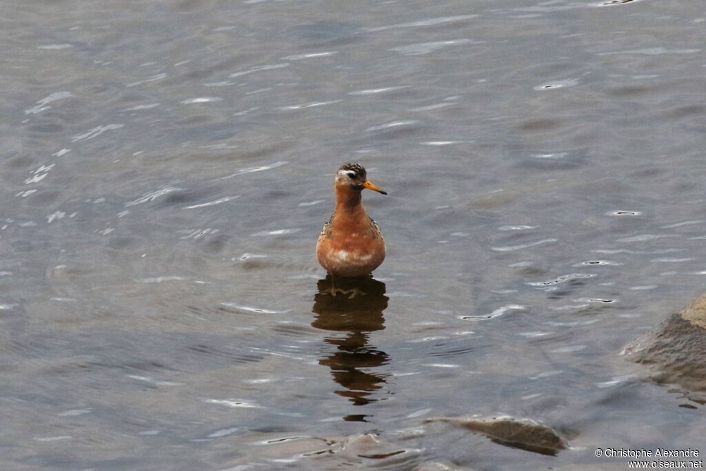 Phalarope à bec large mâle adulte nuptial