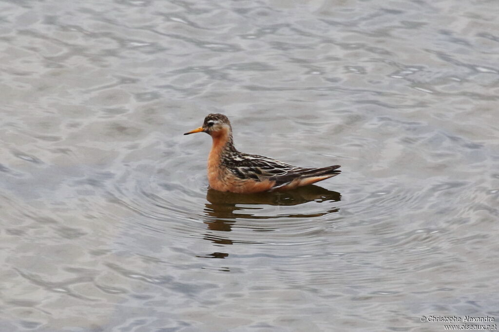Phalarope à bec large mâle adulte nuptial
