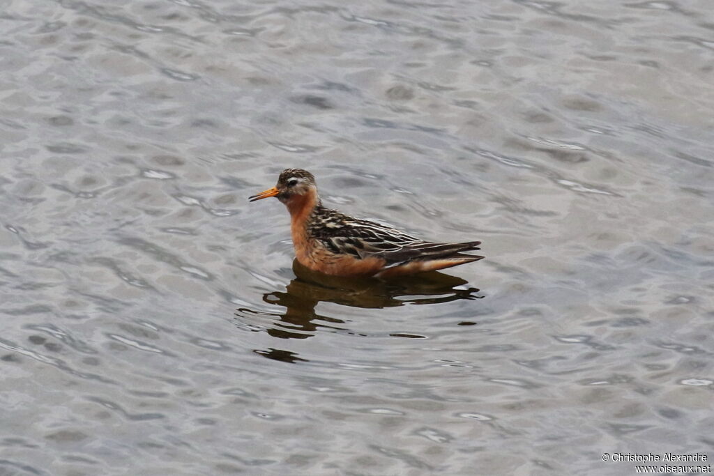 Phalarope à bec large mâle adulte nuptial