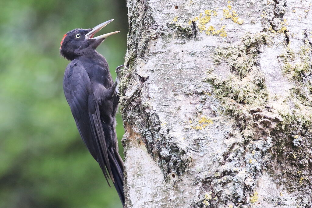 Black Woodpecker female adult