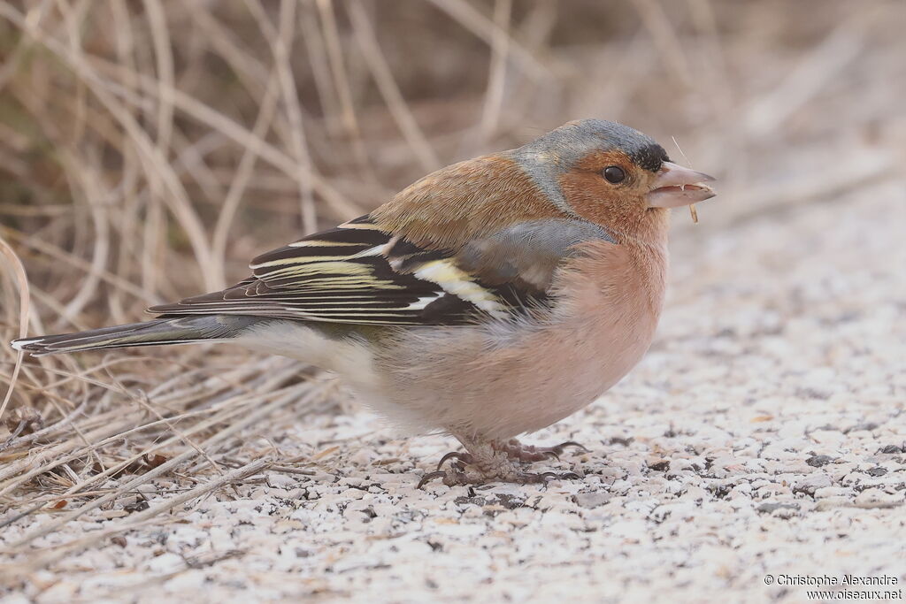 Pinson des arbres mâle adulte