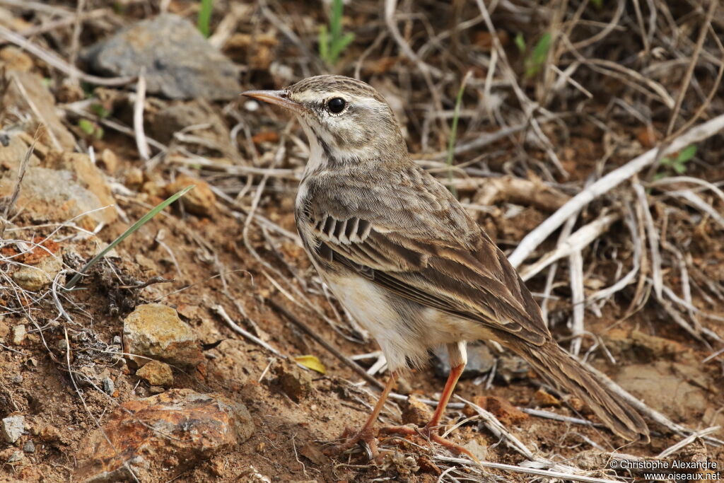 Pipit de Berthelotadulte
