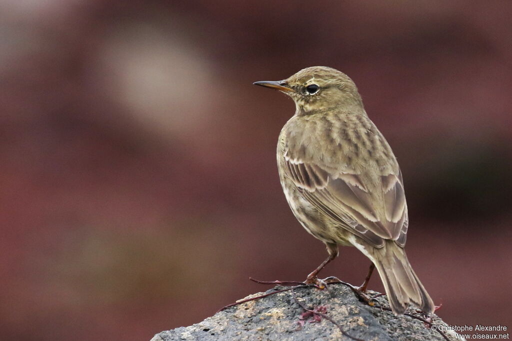 Pipit maritimeadulte internuptial