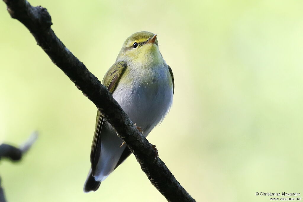 Pouillot siffleuradulte