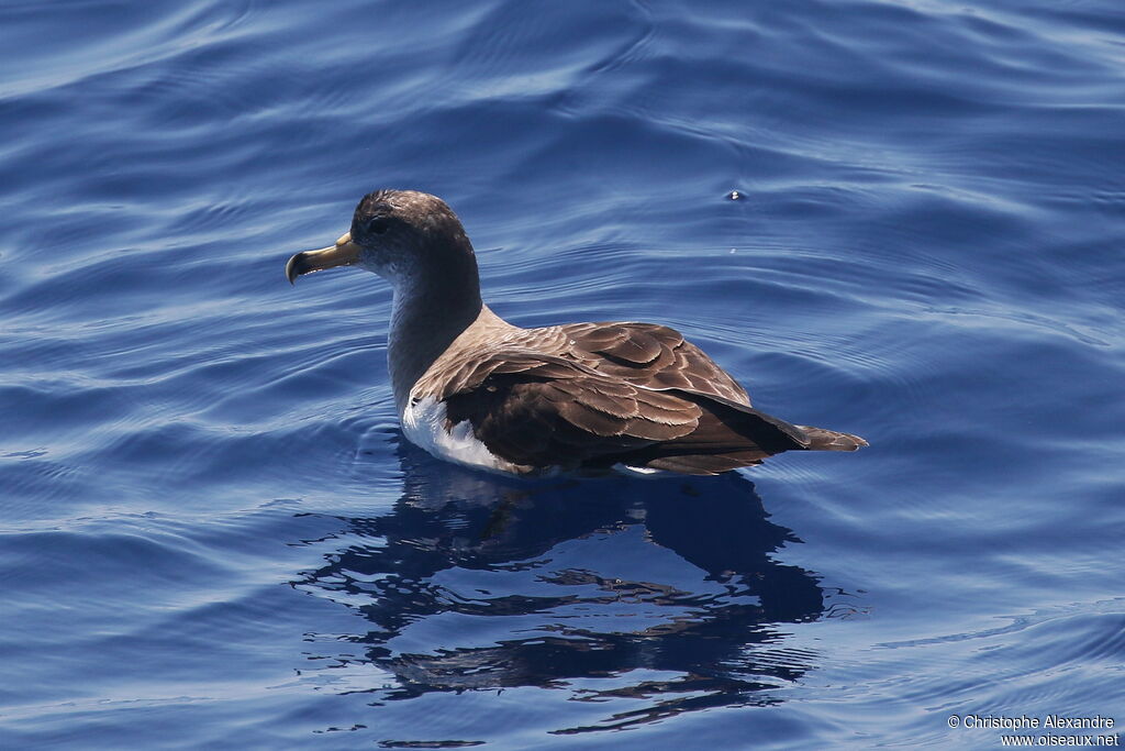 Puffin de Scopoliadulte