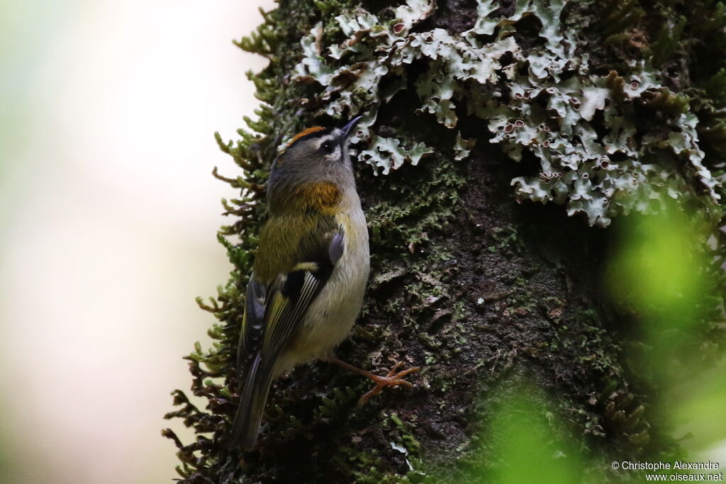 Roitelet de Madèreadulte