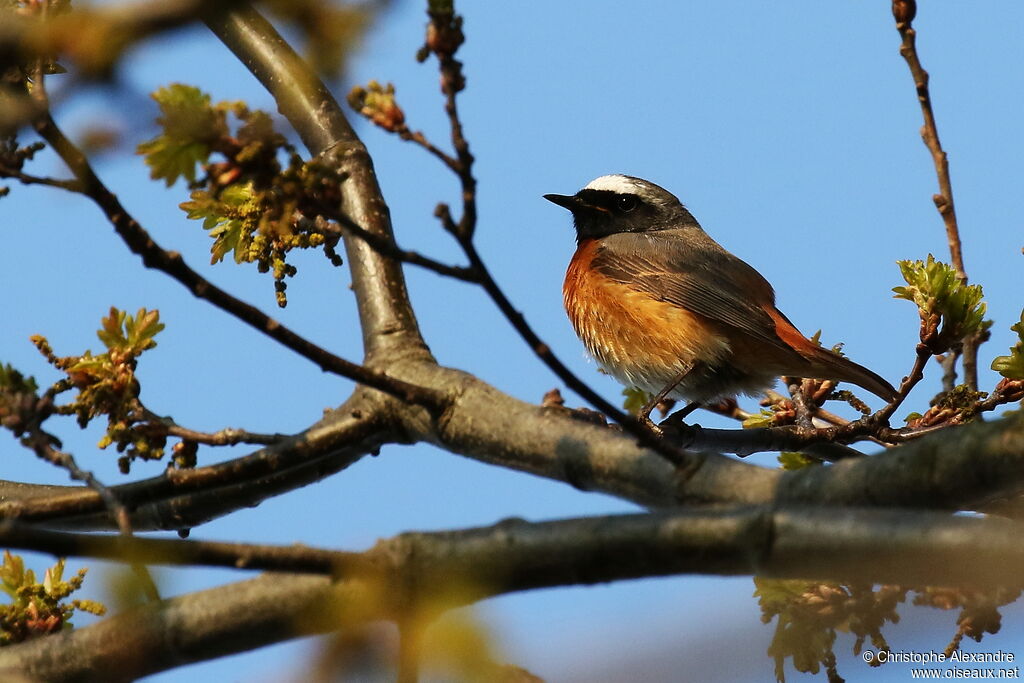 Rougequeue à front blanc mâle adulte