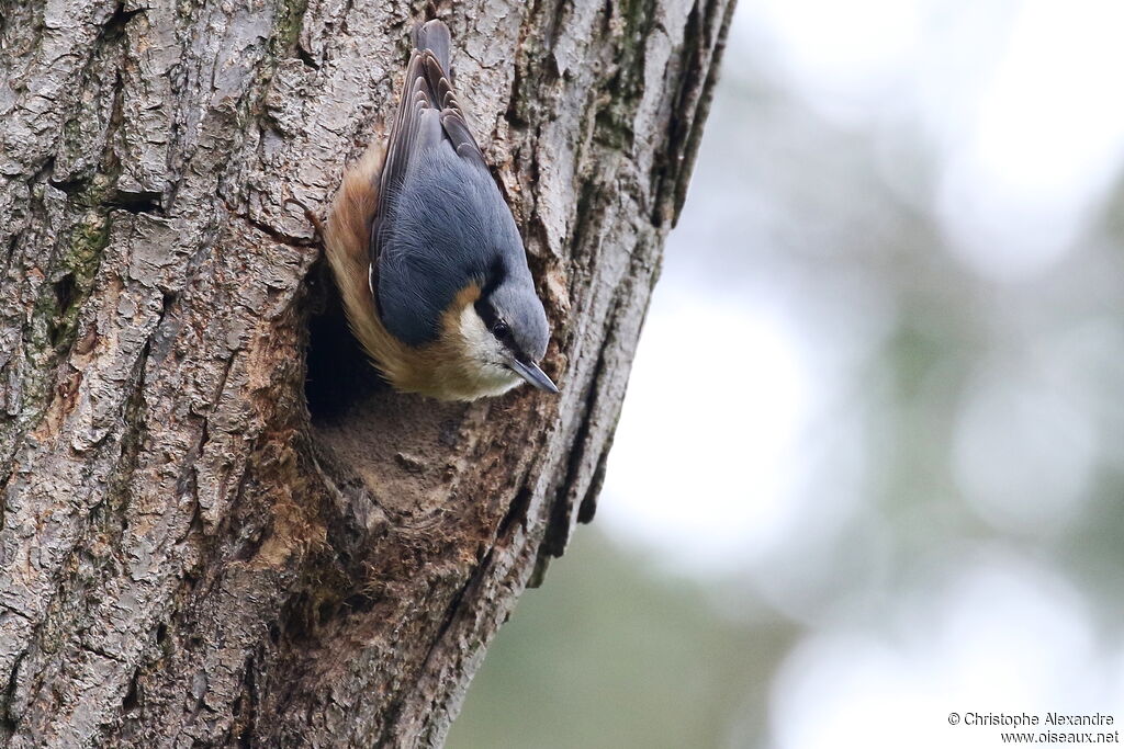 Sittelle torchepotadulte