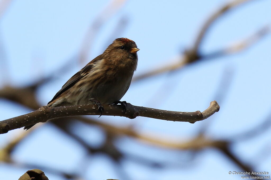 Sizerin cabaretadulte internuptial