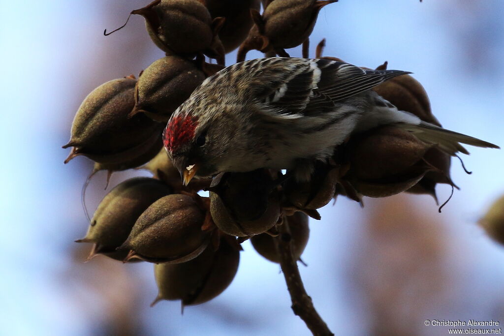 Sizerin flammé femelle adulte internuptial