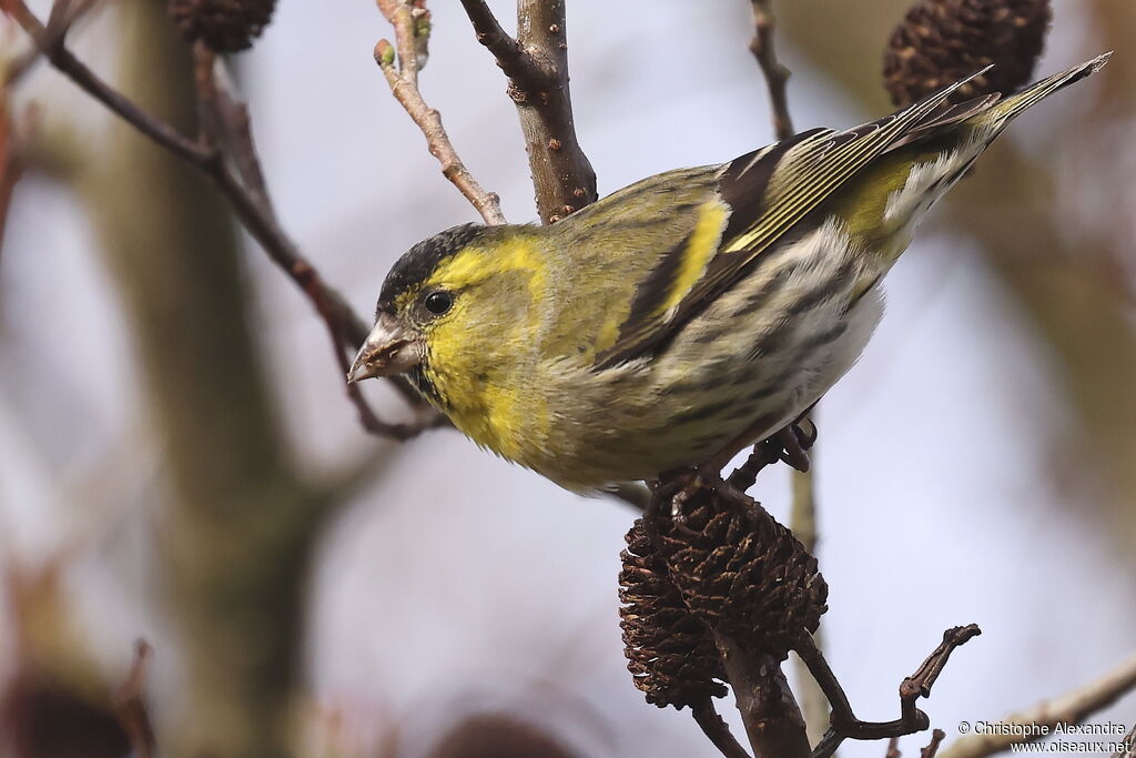 Tarin des aulnes mâle adulte