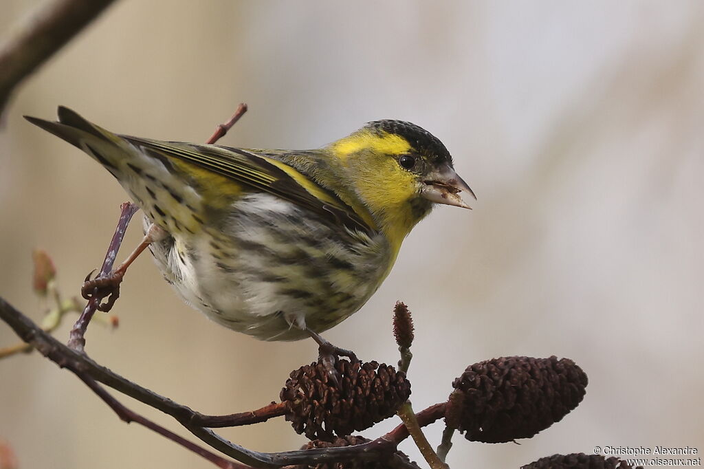 Tarin des aulnes mâle adulte