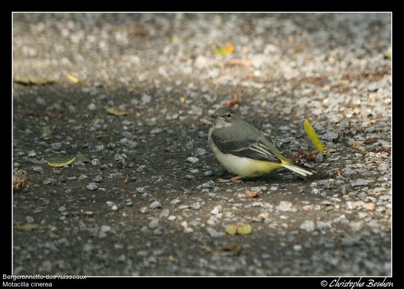Grey Wagtailjuvenile