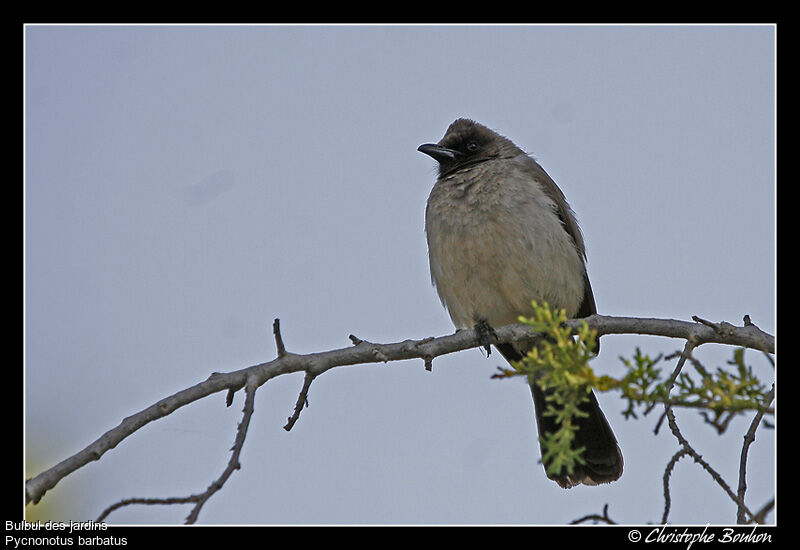 Common Bulbul, identification