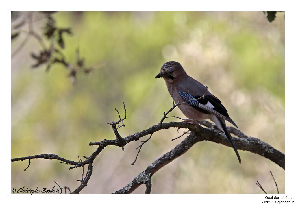 Geai des chênes, identification