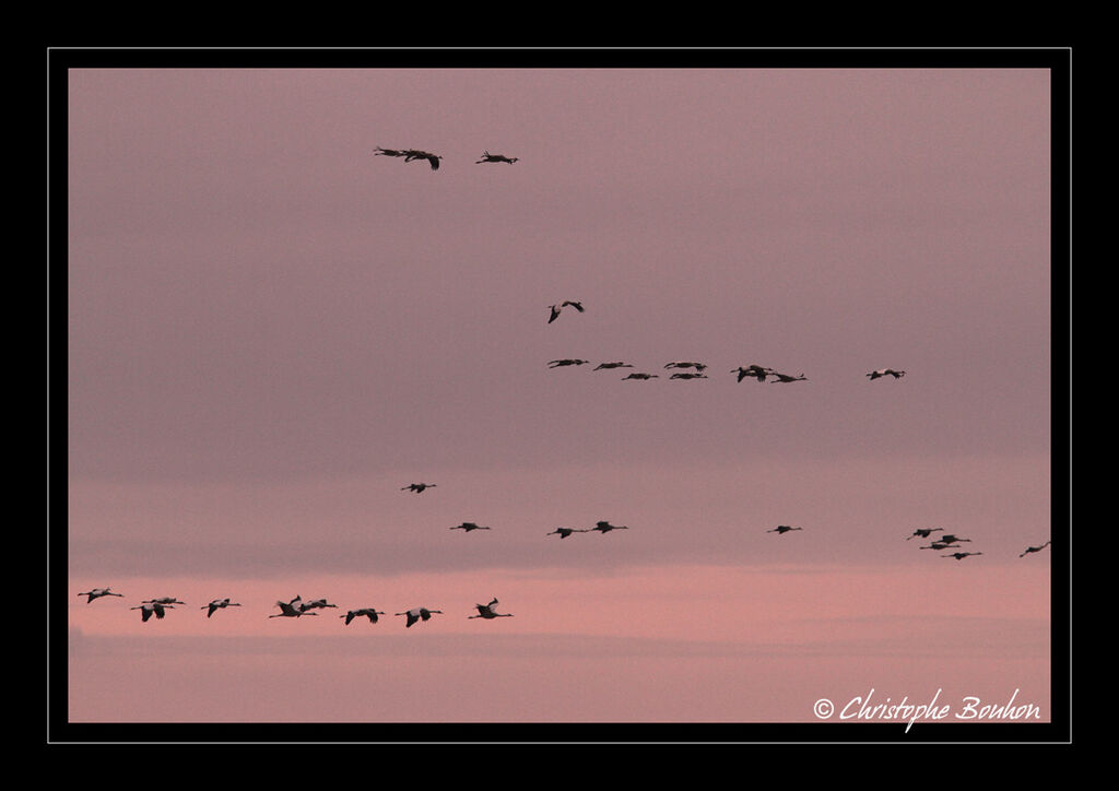 Common Crane