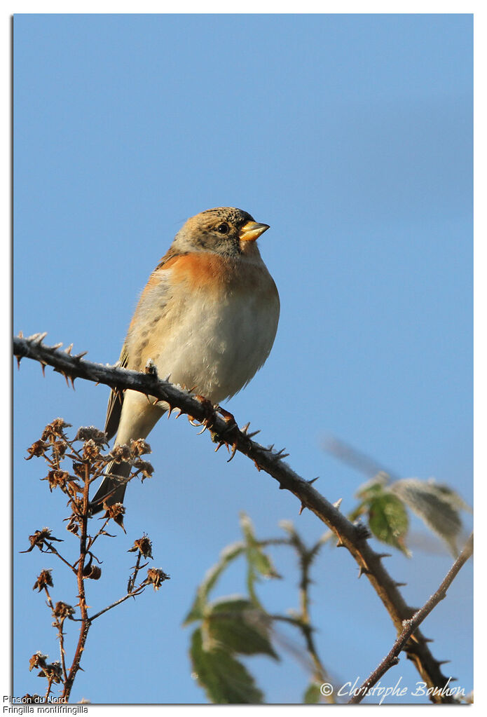 Brambling, identification