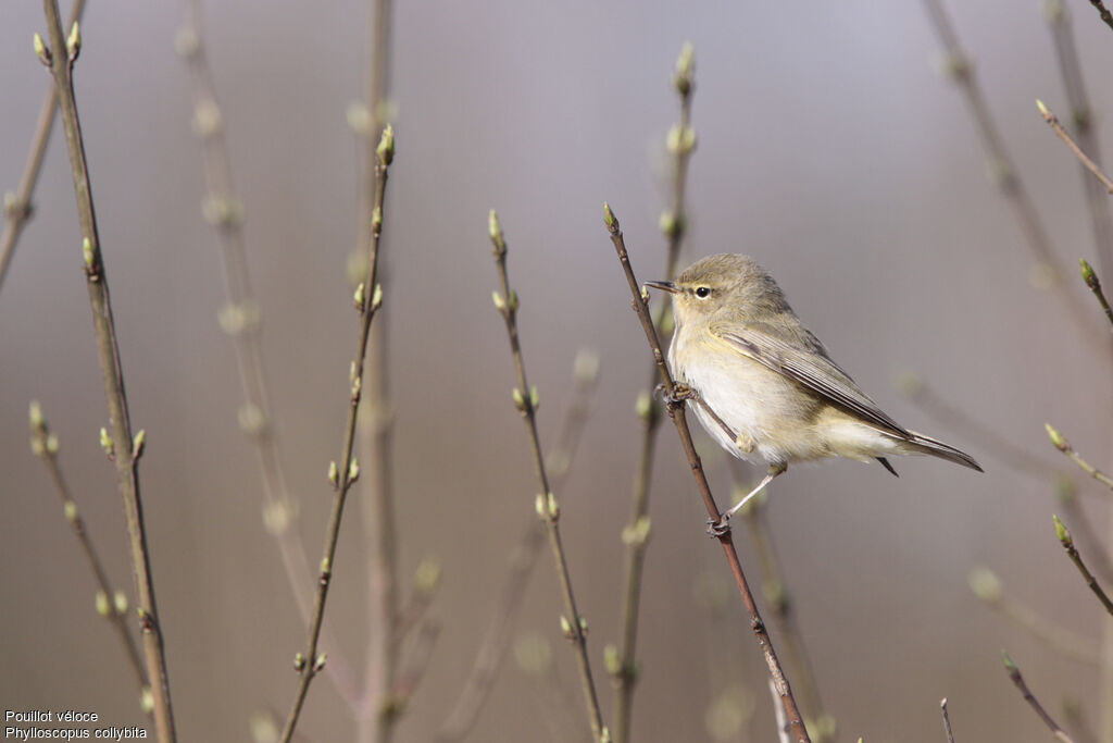 Pouillot véloce, identification