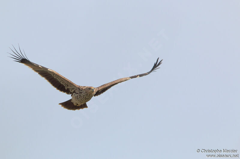Eastern Imperial Eagle