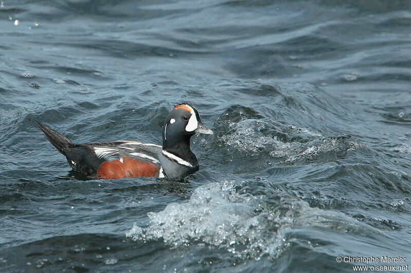 Harlequin Duck