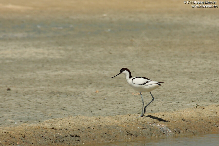 Avocette élégante