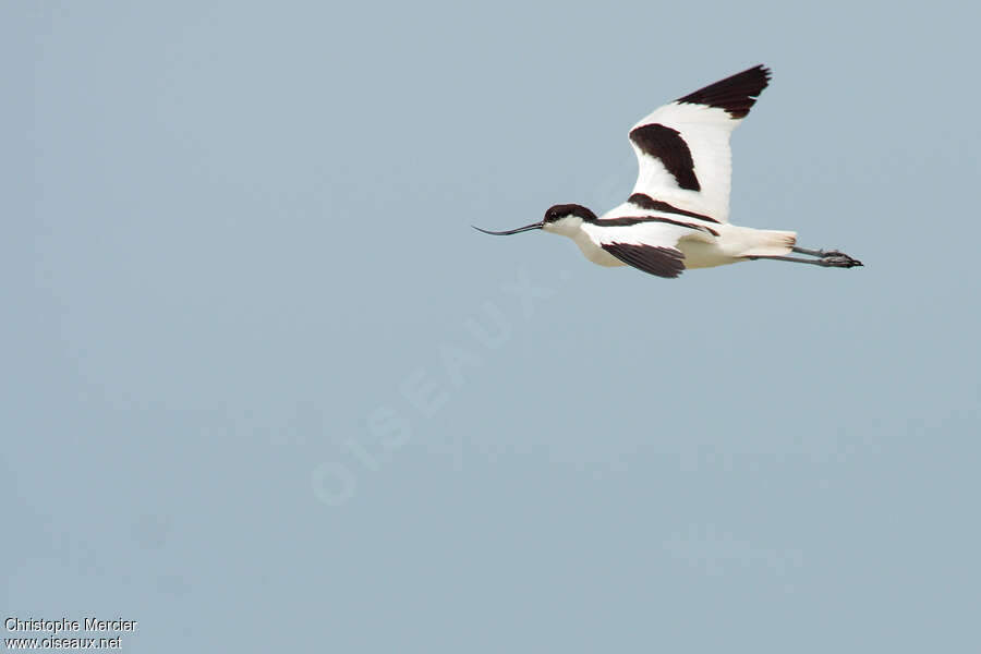 Avocette éléganteadulte, Vol