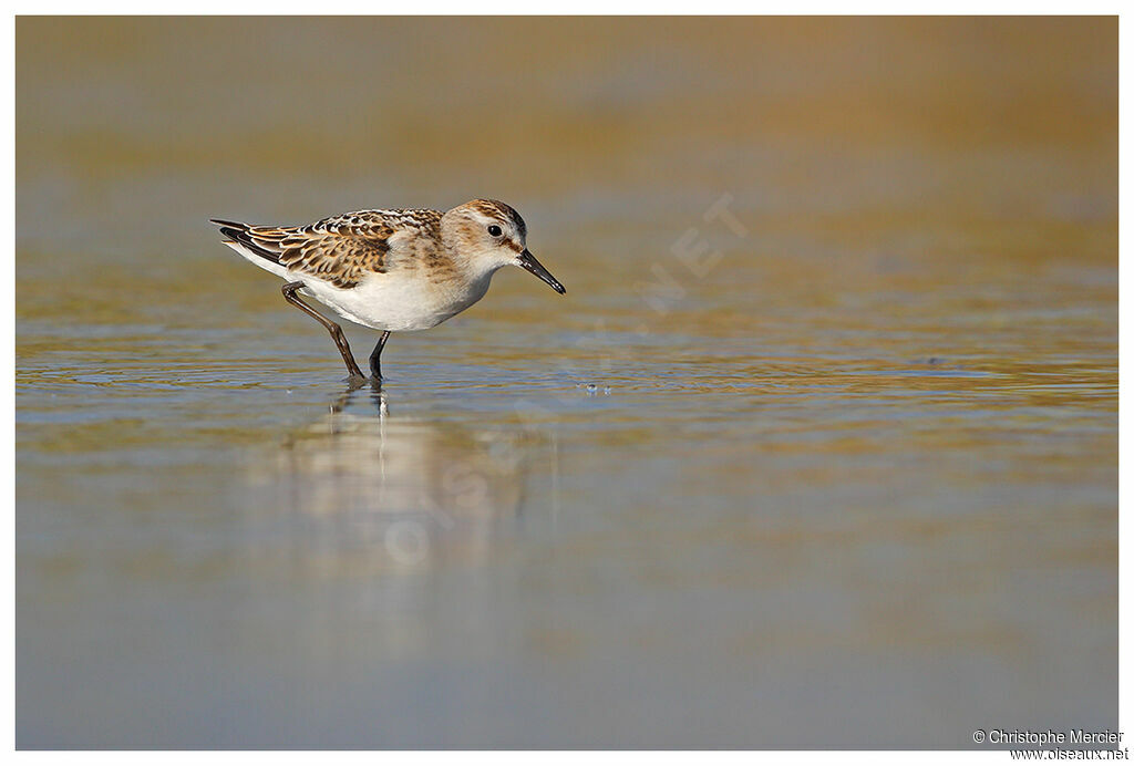 Little Stint