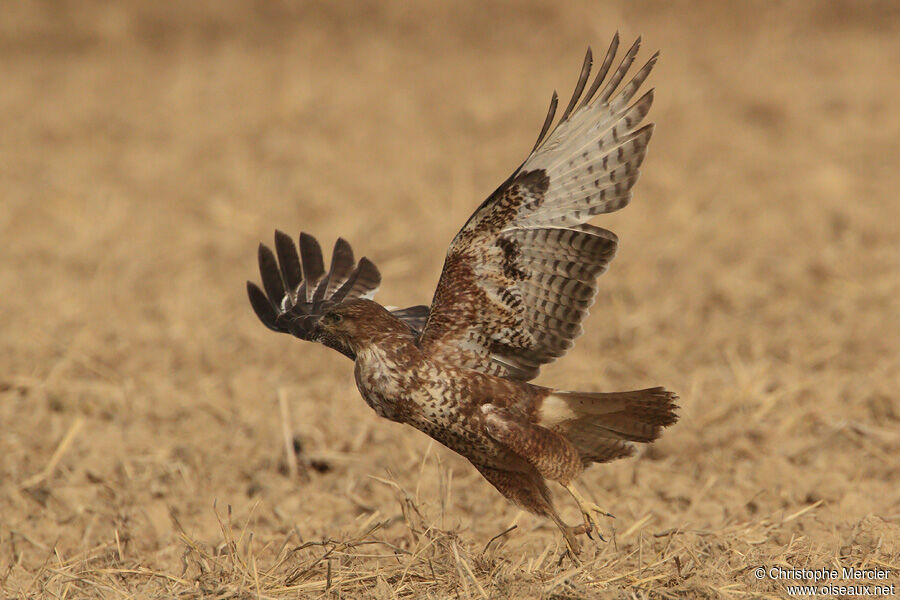 Buse variable