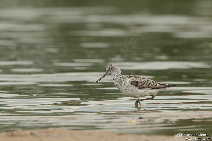 Common Greenshank