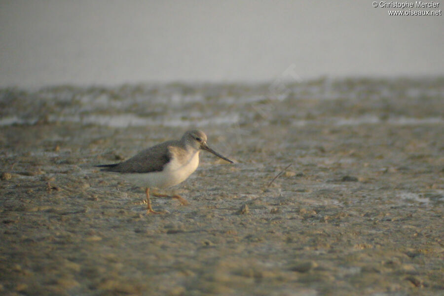 Terek Sandpiper