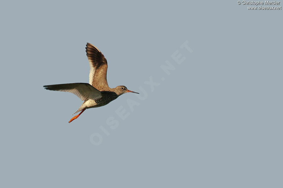 Common Redshank