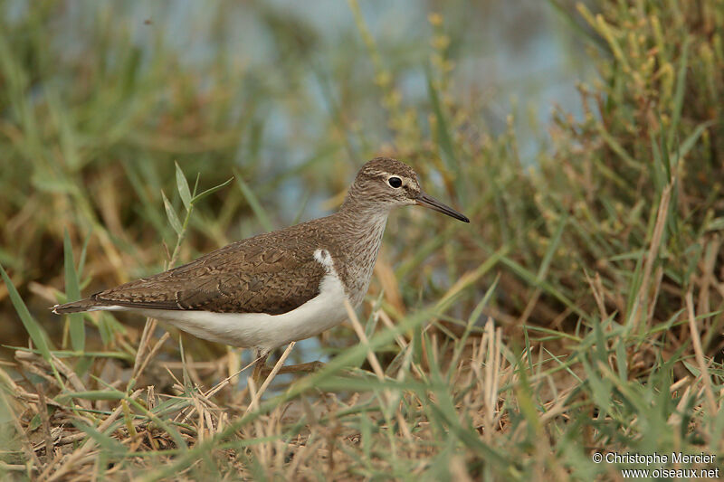 Common Sandpiper