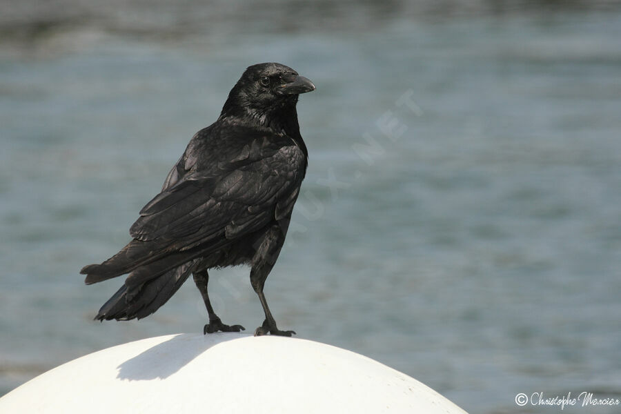 Carrion Crow
