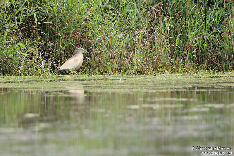 Squacco Heron