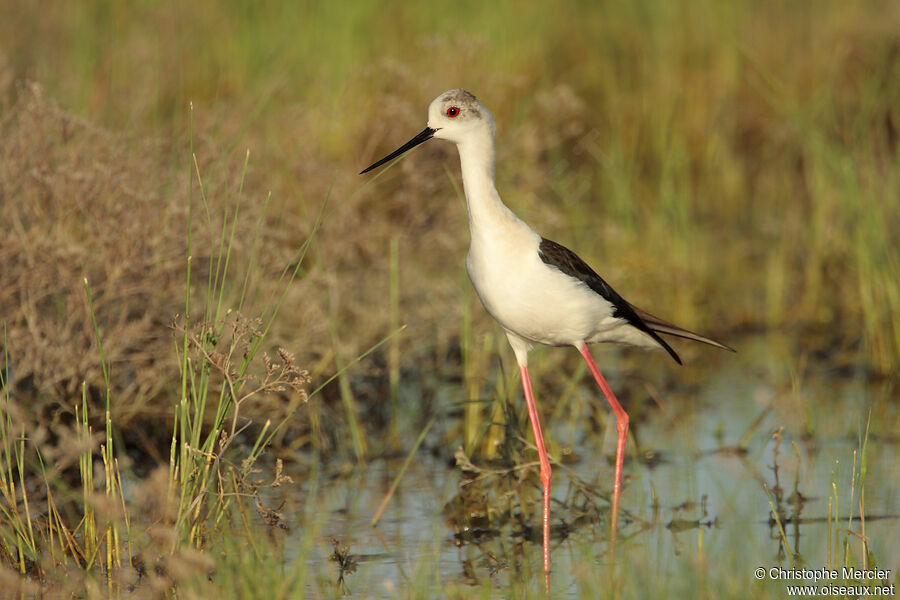 Black-winged Stilt