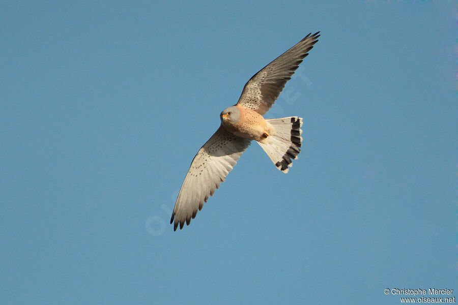 Lesser Kestrel