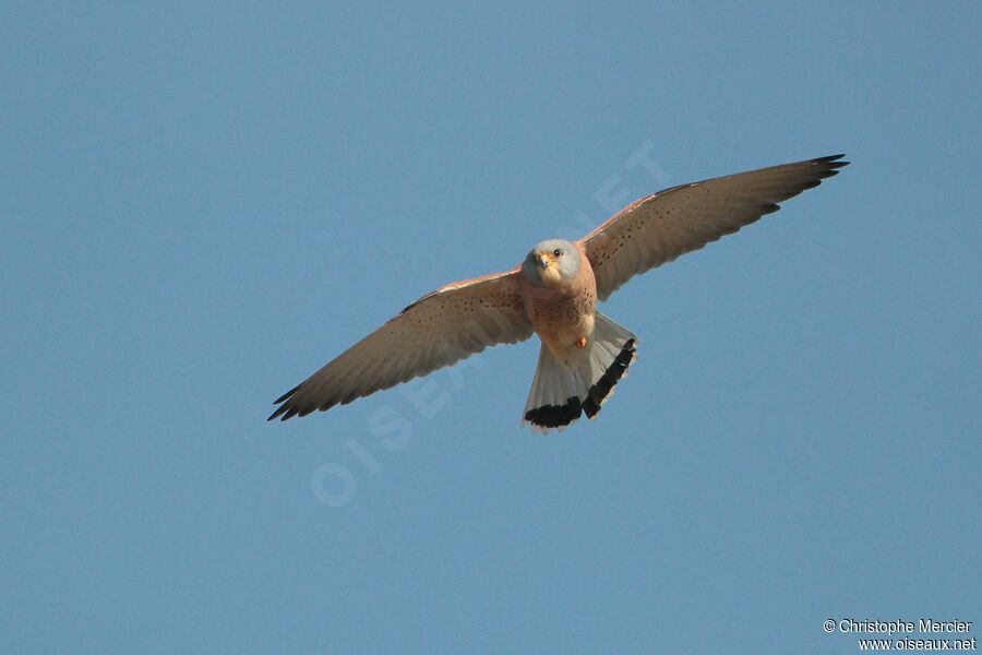 Lesser Kestrel