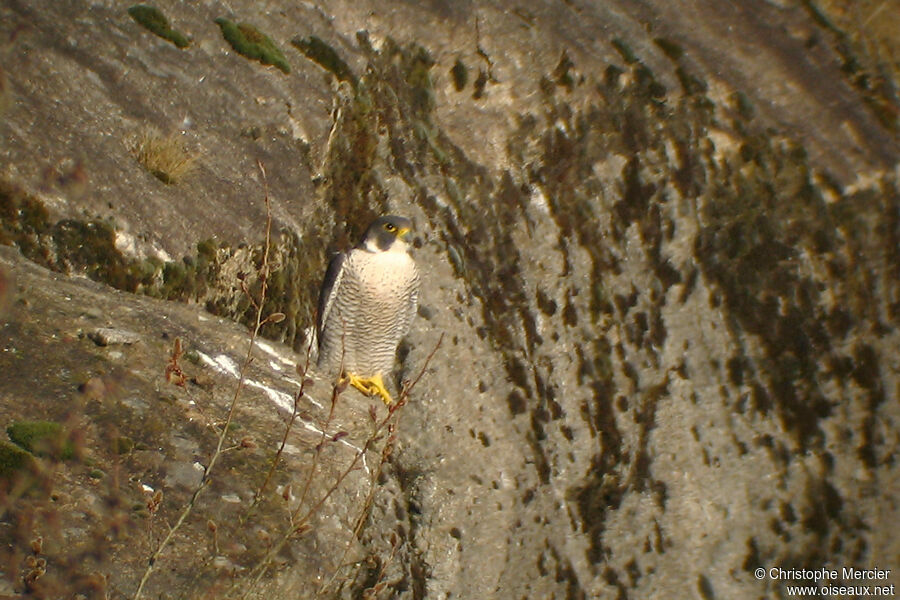 Faucon pèlerin